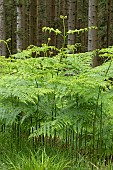 Bracken fern (Pteridium aquilinum)