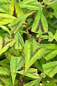 Knotweed (Persicaria runcinata) Yunnan Giant