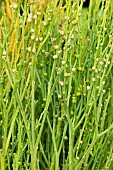 Whisk fern (Psilotum nudum)