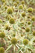 Field eryngo (Eryngium campestre)