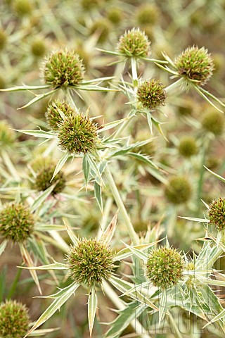 Field_eryngo_Eryngium_campestre