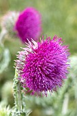 Musk thistle (Carduus nutans), flower