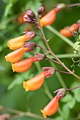 Chilean glory flower (Eccremocarpus scaber)