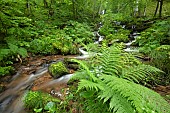 Lady fern (Athyrium filix-femina), Serva waterfall, Neuviller-la-Roche, Bas-Rhin, Alsace, France