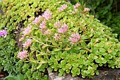 Caucasian stonecrop (Sedum spurium) in bloom