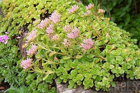 Caucasian_stonecrop_Sedum_spurium_in_bloom