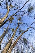 European mistletoe (Viscum album) on Chinese filbert (Corylus chinensis)