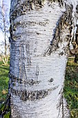 Silver Birch (Betula pendula) Dalecarlica