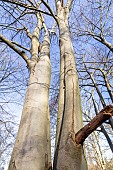 European Beech (Fagus sylvatica) Zlatia