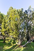 Lacebark Pine (Pinus bungeana)