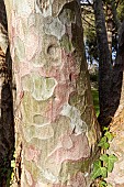 Lacebark Pine (Pinus bungeana), bark
