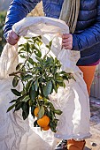 Protection of a citrus fruit before a winter frost