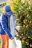 Protection of a citrus fruit before a winter frost