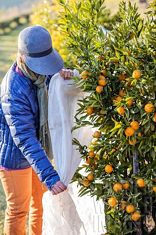 Protection_of_a_citrus_fruit_before_a_winter_frost
