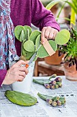 Cutting a cactus (Opuntia): cutting paddles while protecting yourself from the thorns