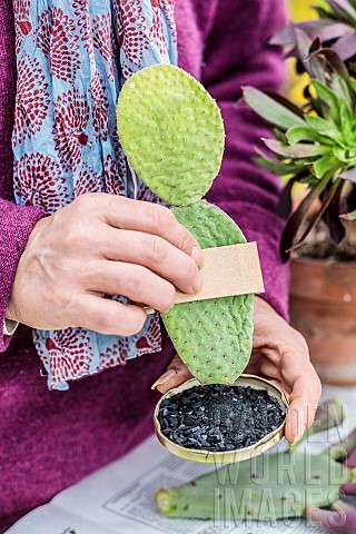 Cutting_a_cactus_Opuntia_soak_the_base_of_the_cutting_in_charcoal_to_help_healing