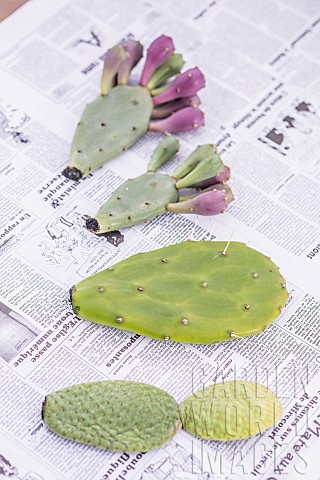 Cutting_a_cactus_Opuntia_let_it_dry_in_the_open_air_before_replanting