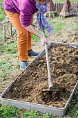 Preparing a vegetable patch at the end of winter, step by step. Decompacting the soil with a hook.