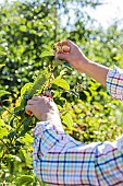 Pruning a Mockorange (Philadelphus sp) after flowering, in spring.