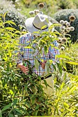 Pruning of an officinal buddleia (Buddleja officinalis), in late spring.