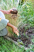 Woman planting a garden amaryllis (Amaryllis belladonna) in a bed.