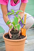 Woman planting a chili plant in a pot