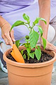 Woman planting a chili plant in a pot