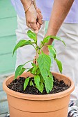 Woman planting a chili plant in a pot : placing a stake to support the plant.