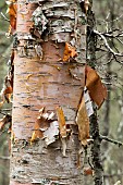 Paper birch (Betula papyrifera) with peeling bark. Gaspesie National Park. Quebec. Canada