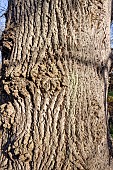 American tulip tree (Liriodendron tulipifera), bark