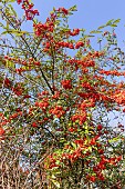 Cotoneaster (Cotoneaster rhytidophyllus) fruits