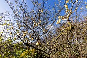 Winter Sweet (Chimonanthus praecox) in bloom in winter