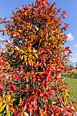 Confederate jasmine (Trachelospermum jasminoides) in winter