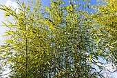 Bamboo (Phyllostachys glauca)