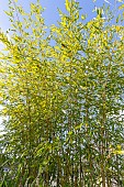 Bamboo (Phyllostachys glauca)