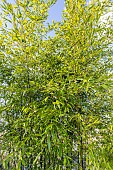 Black bamboo (Phyllostachys nigra)