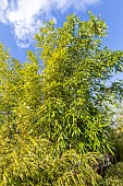 Bamboo (Phyllostachys violascens)