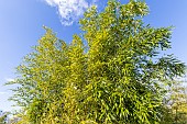 Bamboo (Phyllostachys violascens)