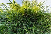 Bamboo (Pleioblastus linearis)