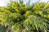Tuft bamboo (Fargesia dracocephala), the main bamboo species eaten by the giant panda