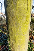 European Beech (Fagus sylvatica) Pendula, bark