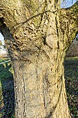 Swedish Whitebeam (Sorbus intermedia) bark
