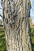 Kentucky coffee tree (Gymnocladus dioica) bark