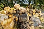 Firewood
