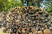 Firewood