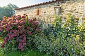 Ornamental jewelweed (Impatiens glandulifera) et French hydrangea (Hydrangea macrophylla) in bloom in front of a stone wall in autumn