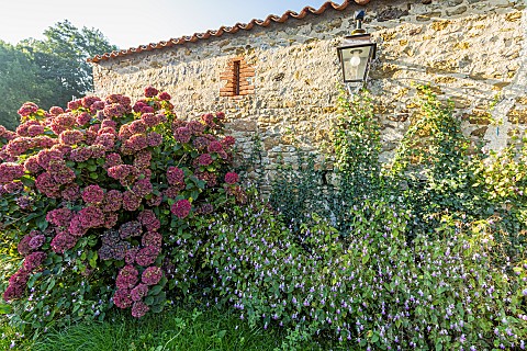 Ornamental_jewelweed_Impatiens_glandulifera_et_French_hydrangea_Hydrangea_macrophylla_in_bloom_in_fr