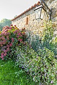Ornamental jewelweed (Impatiens glandulifera) et French hydrangea (Hydrangea macrophylla) in bloom in front of a stone wall in autumn