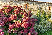 Ornamental jewelweed (Impatiens glandulifera) et French hydrangea (Hydrangea macrophylla) in bloom in front of a stone wall in autumn