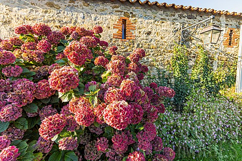 Ornamental_jewelweed_Impatiens_glandulifera_et_French_hydrangea_Hydrangea_macrophylla_in_bloom_in_fr